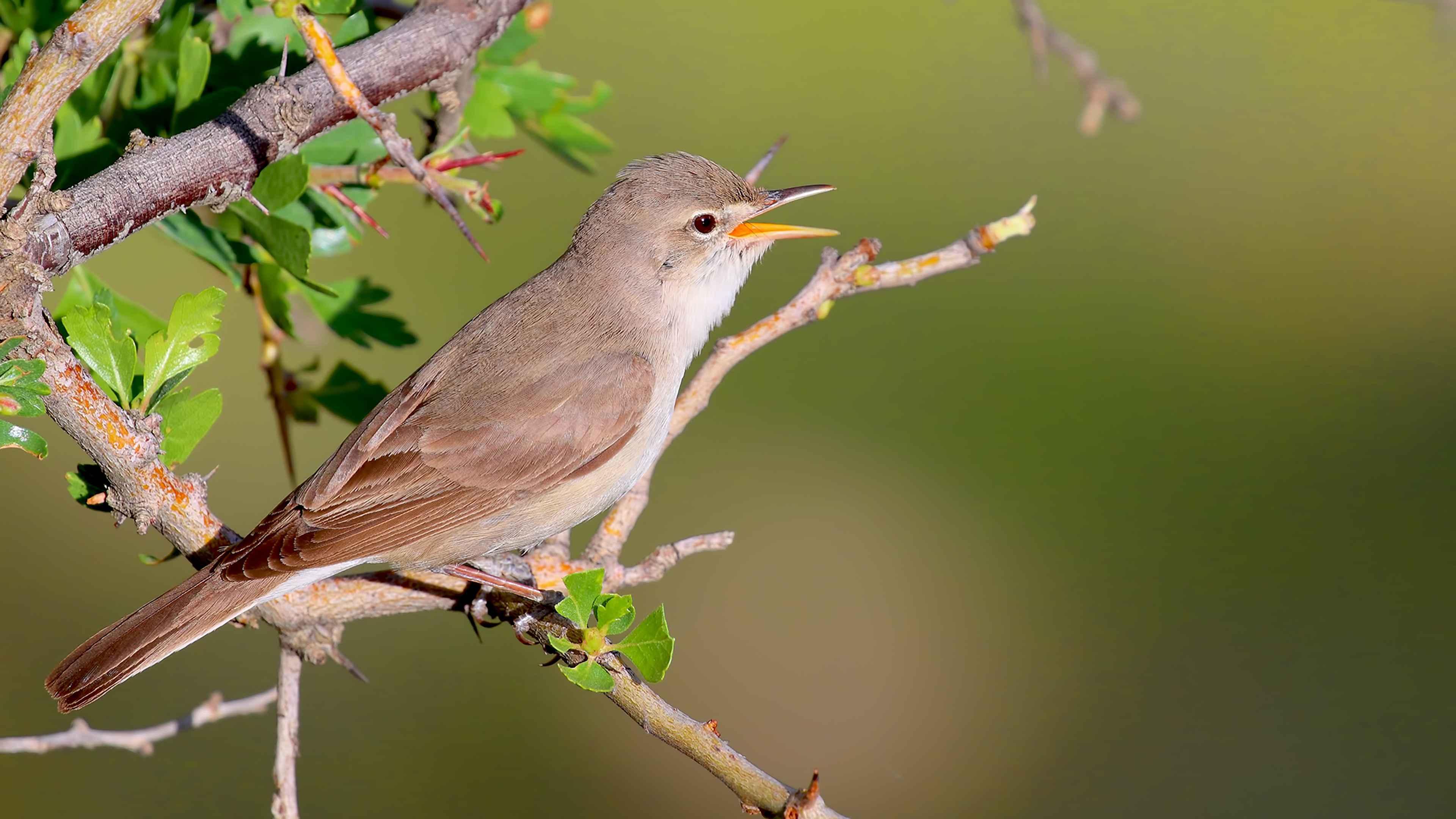 Upcher's Warbler